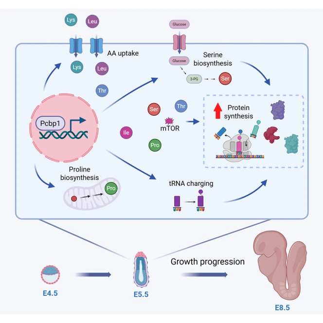 Graphical abstract: PCBP1 enables activation of amino acid metabolism during the naïve-to-primed pluripotency transition